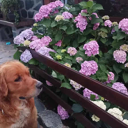 Lejlighed Dida Sapareva Banya