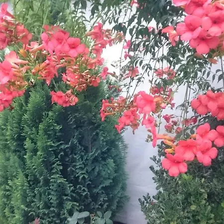 Dida Lejlighed Sapareva Banya