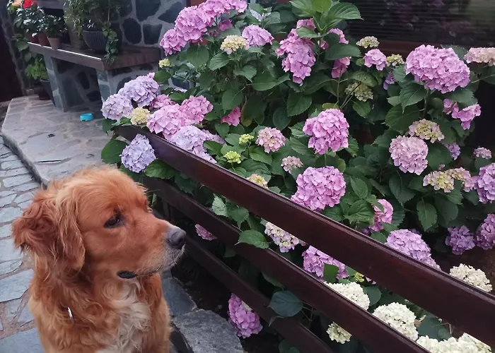 Appartement Dida Sapareva Banya