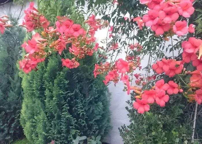 Dida Appartement Sapareva Banya